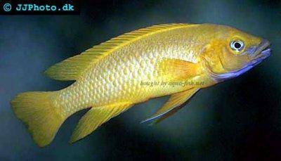 lemon-cichlid-profile.jpg