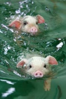 pigs+in+water.bmp