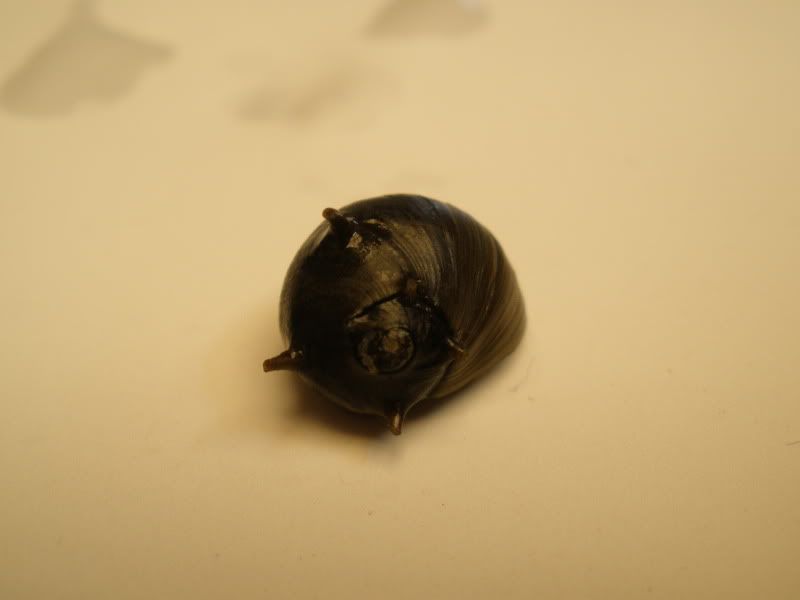 blackhornednerite03.jpg