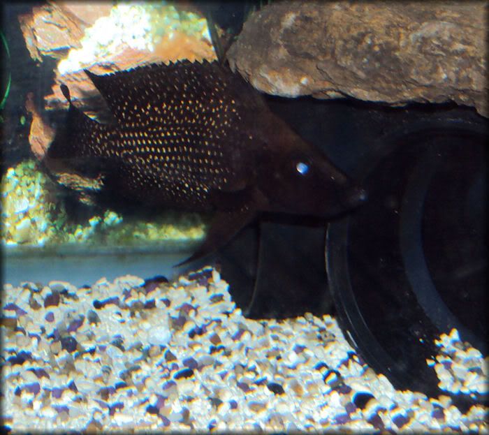InkfinCalvus2.jpg
