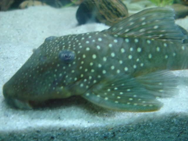 DSC04937.jpg