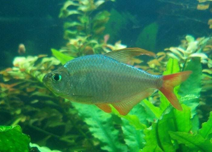 tetra.jpg