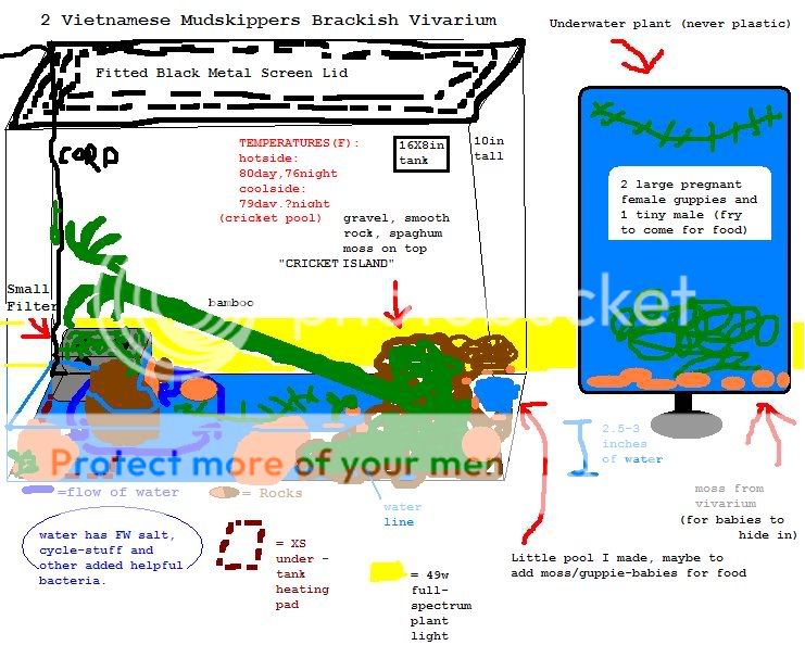 vivariumsetup.jpg