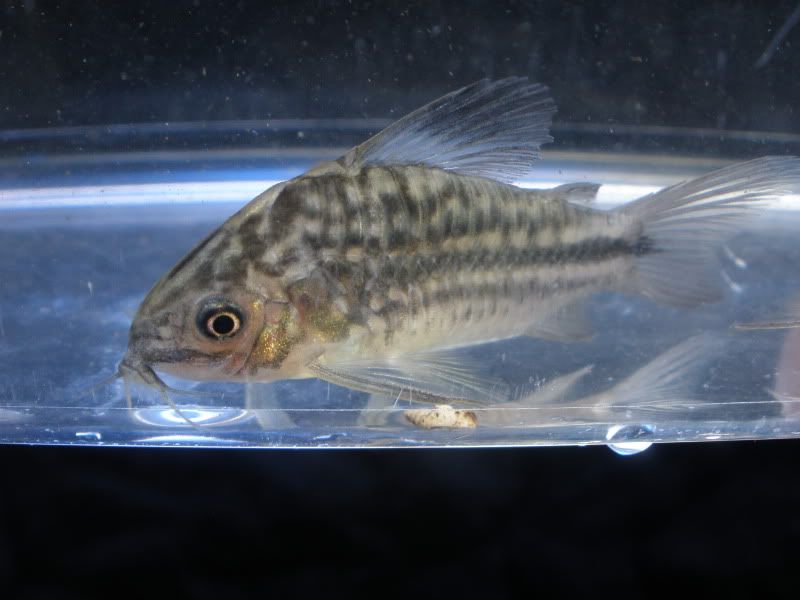 CorydorasNanus02.jpg
