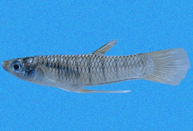Poeciliopsis_turrubarensis,I_RR3259.jpg