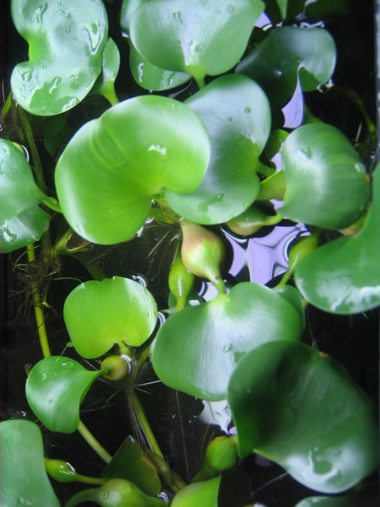 plantsforsale006-2.jpg
