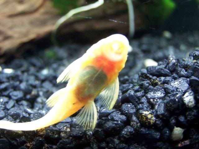 fishwall041.jpg