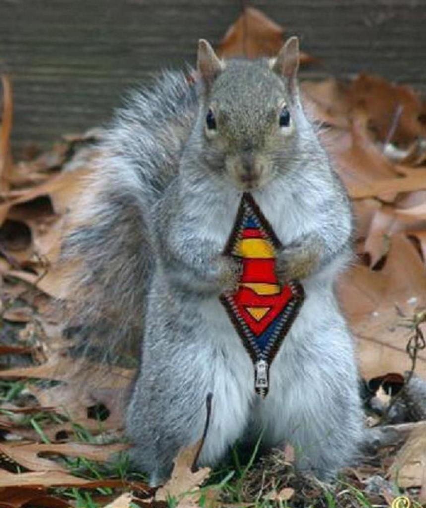 fannation-comsuper_squirrel.jpg