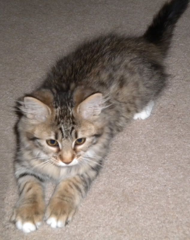 Piper11weeks-3.jpg