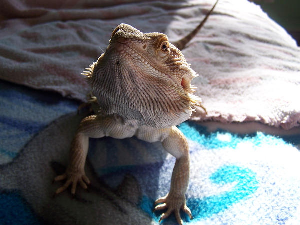 Lighted_beardy_by_violent_obsession.jpg