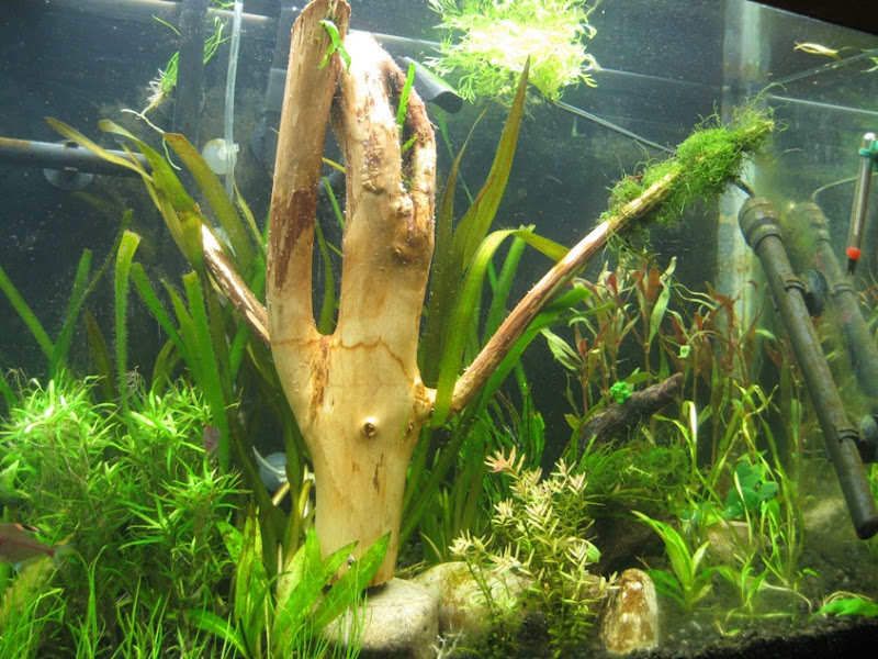 rightside20100812.jpg