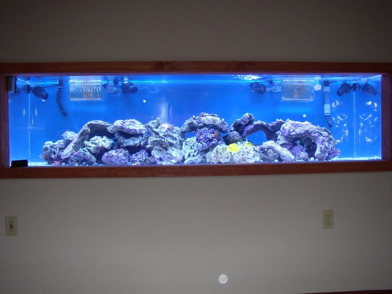 NewLights2401-29-08003.jpg