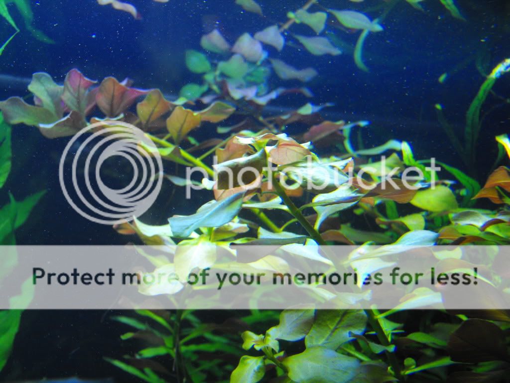 aquariumplants001.jpg
