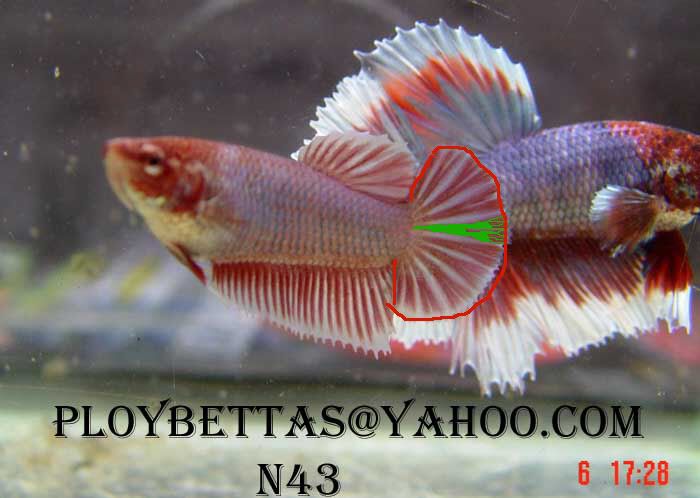 fwbettashm1171244427x.jpg