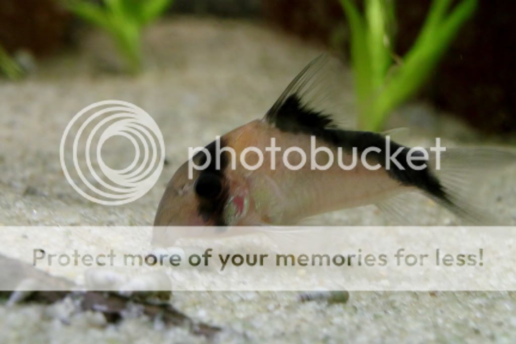 PictureT1i_2916_2.jpg