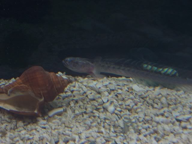 fishwall028.jpg