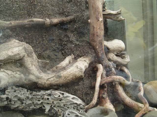 stump.jpg