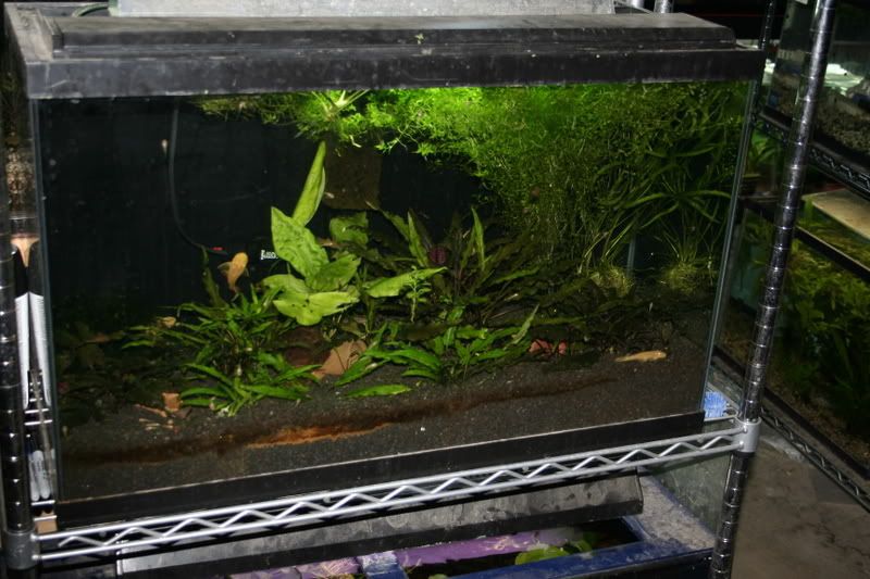 29gal07292008.jpg