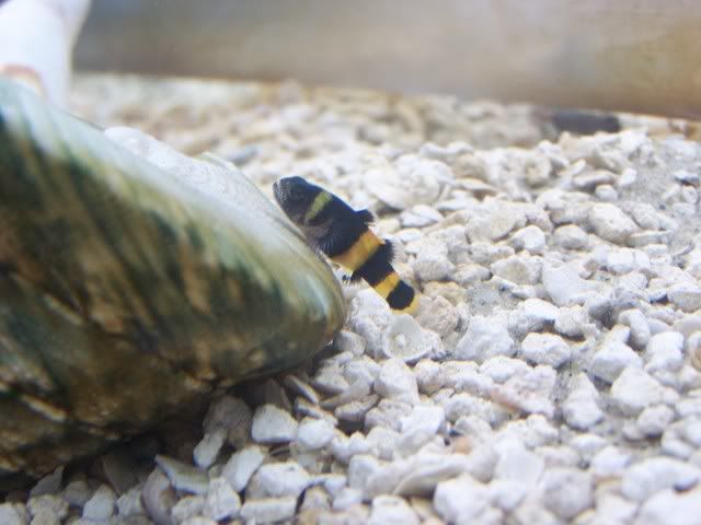 fishwall036.jpg