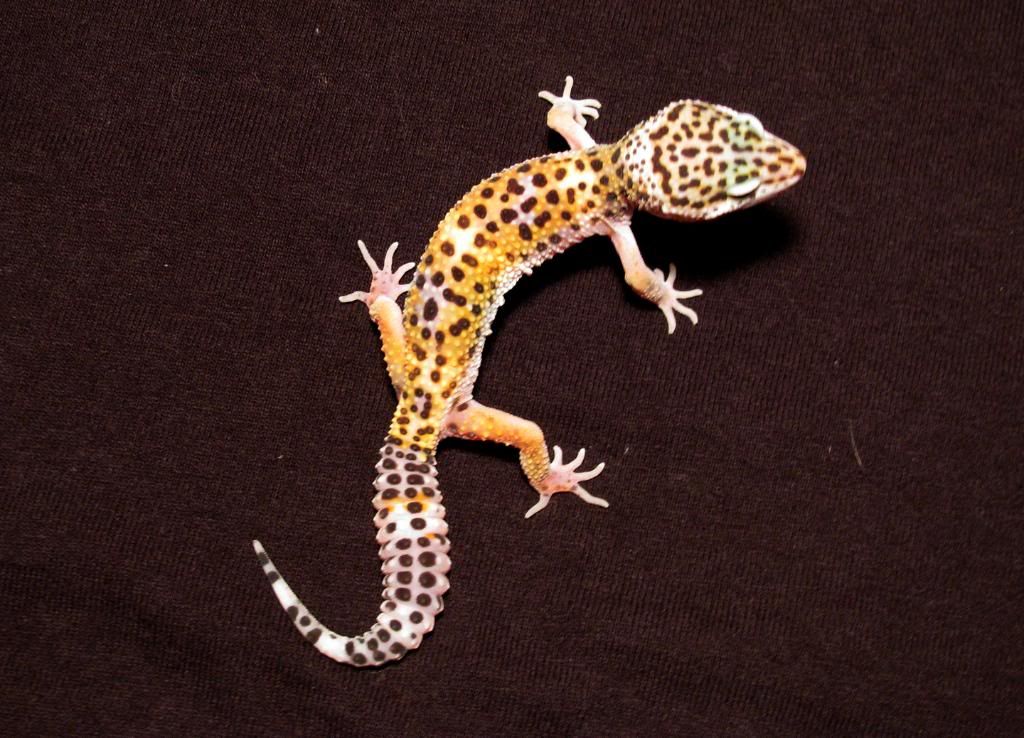 FS - Leopard Geckos - Hbg., PA - Shipping/PU | AquariaCentral.com