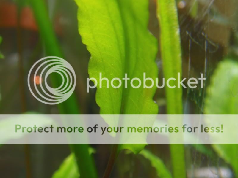 OtoBaby2_062611.jpg
