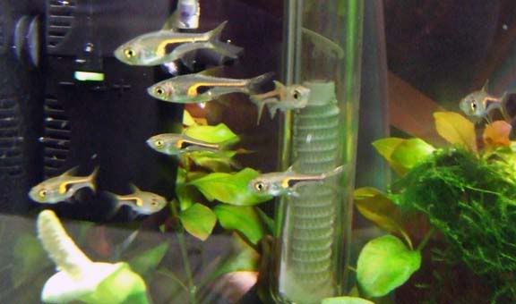 copperharlequinrasboras.jpg