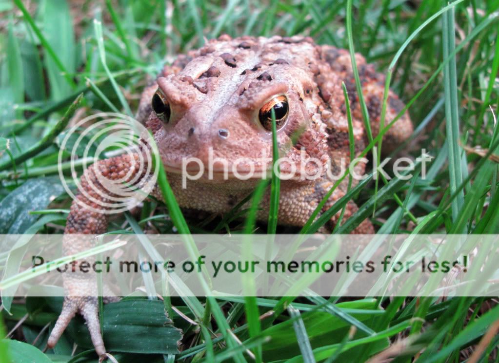 Toad6.jpg