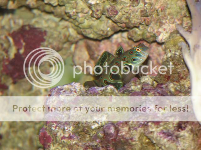 Aquaria029.jpg