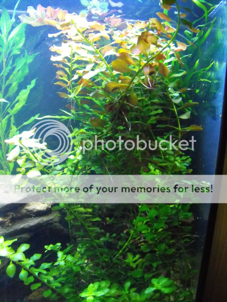 aquariumplants004.jpg