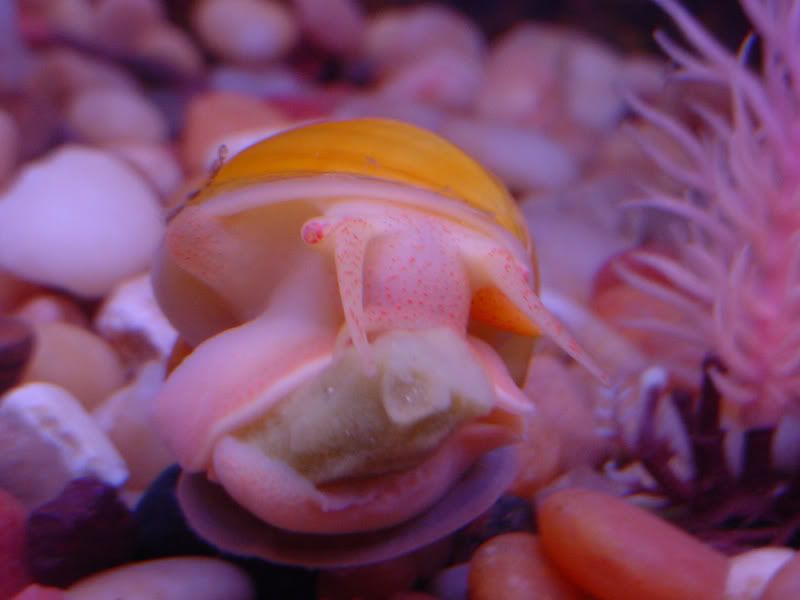 66g_jello_GISnail1b.jpg