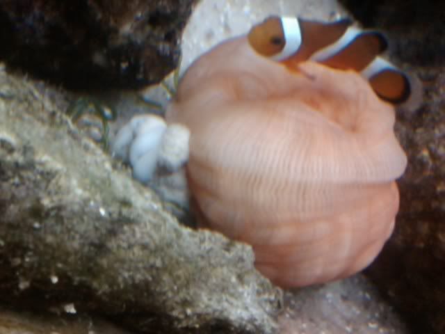 anemone.jpg