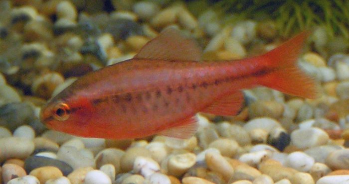 Male_Cherry_Barb_700.jpg