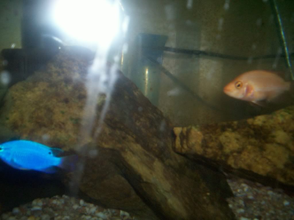 damselpix007.jpg