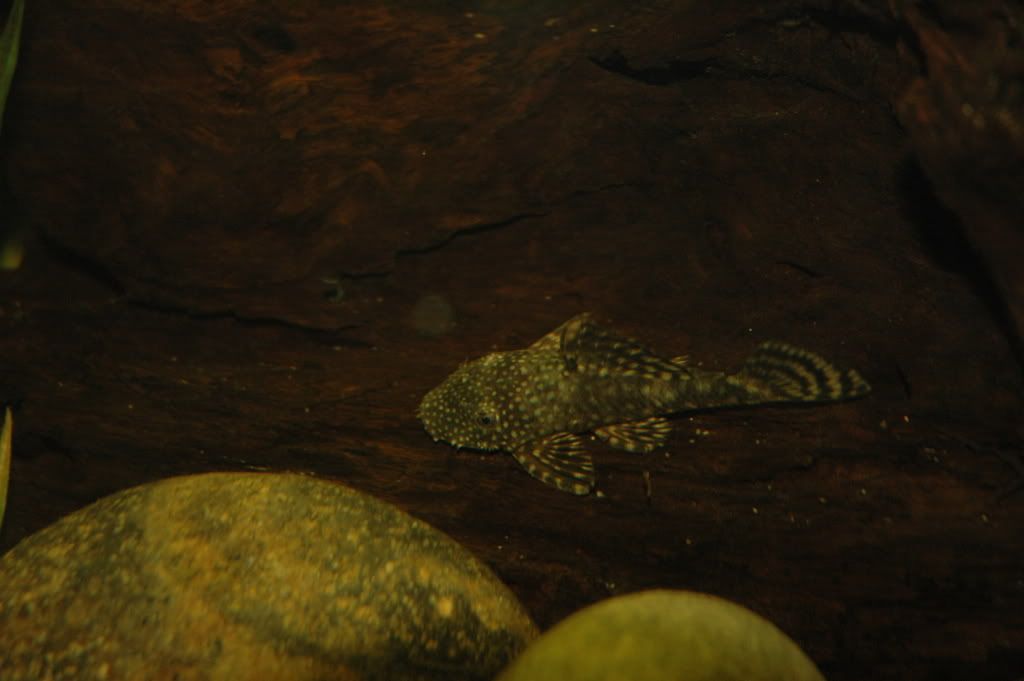 bristlenose3.jpg