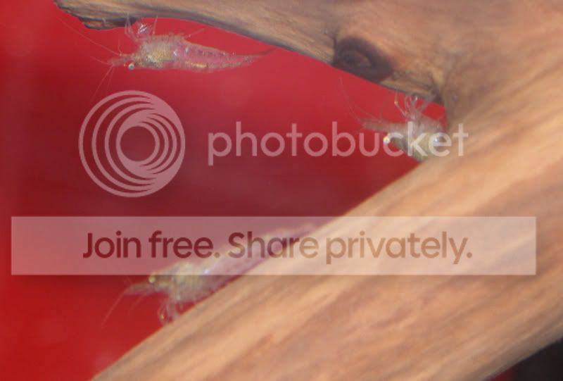 redtank02.jpg