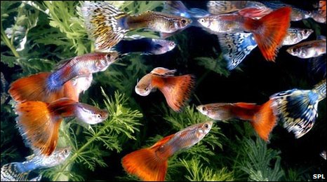 _47971736_guppies-spl.jpg
