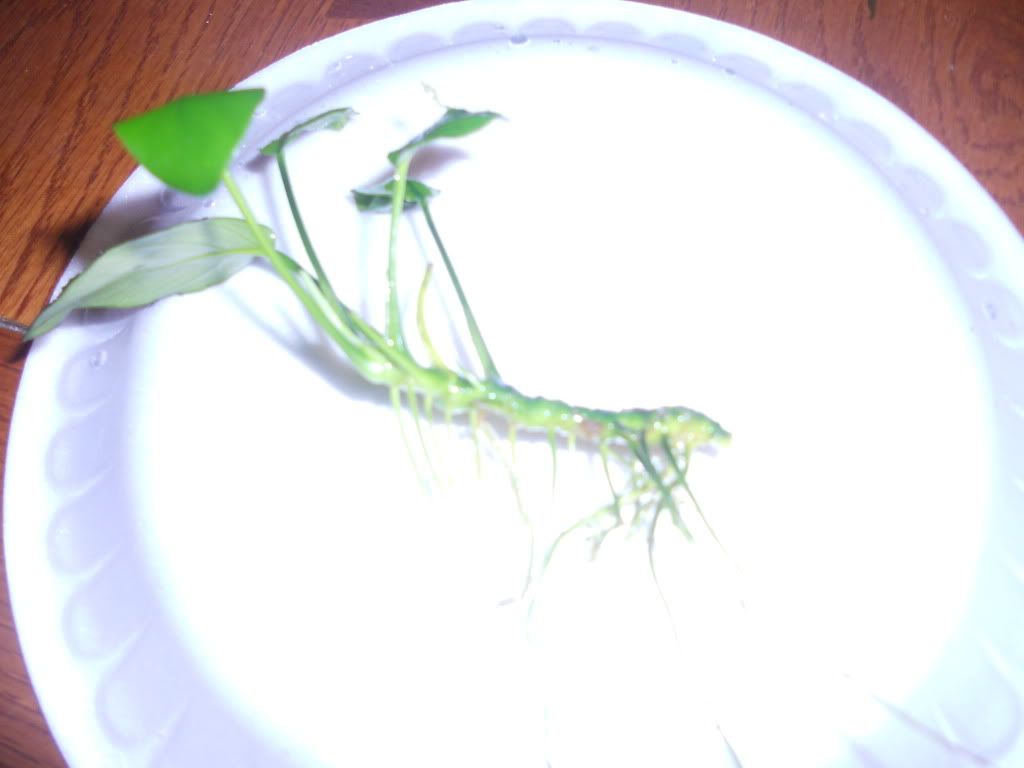 DSCN6114.jpg