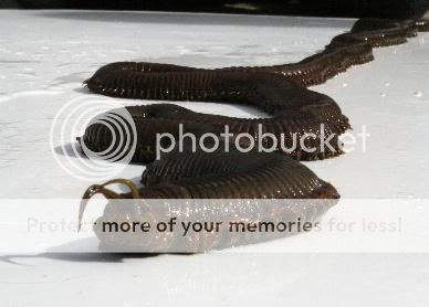 worm.jpg