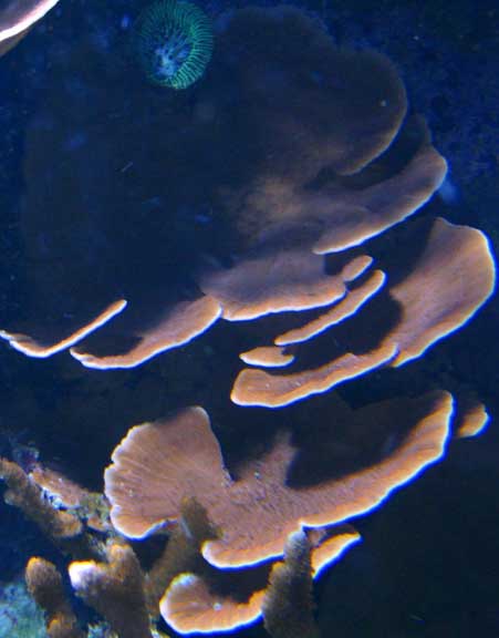 Oct2010MontePlates4.jpg