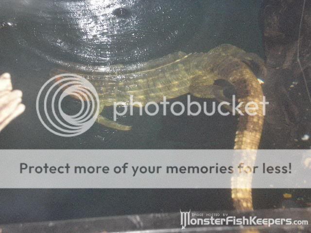 reptiles20117.jpg