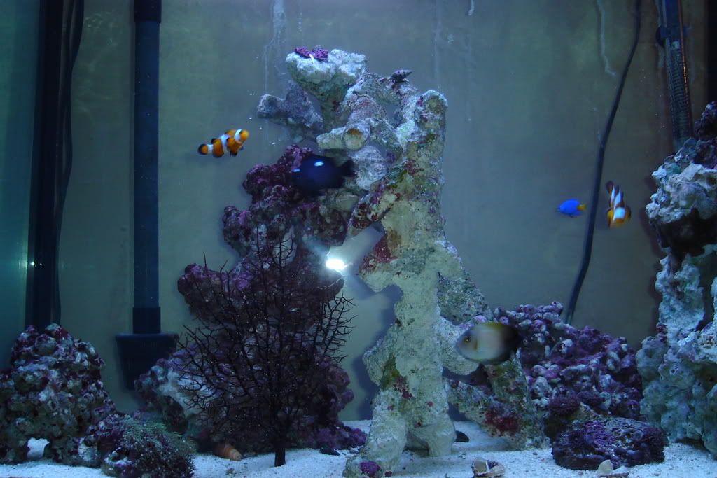 fish074.jpg