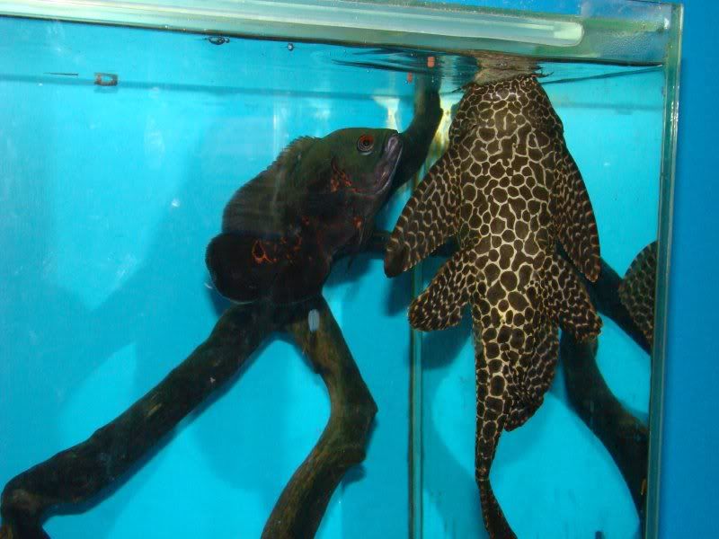 oscarandpleco.jpg