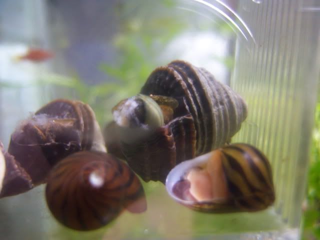 snail019.jpg
