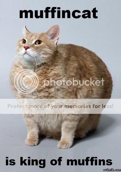 Muffin-cat.jpg