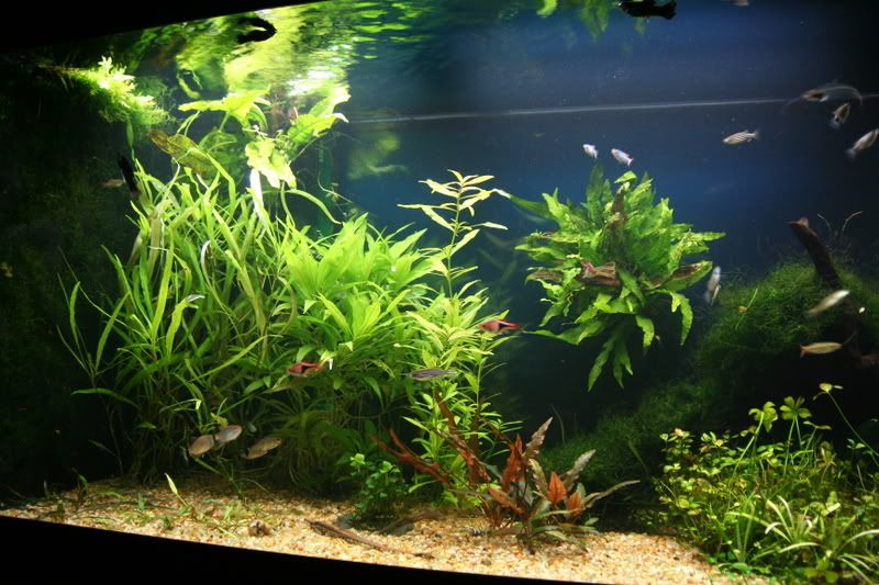 fishtank017.jpg