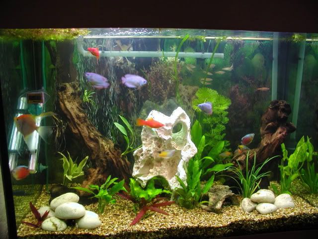 Fish022.jpg