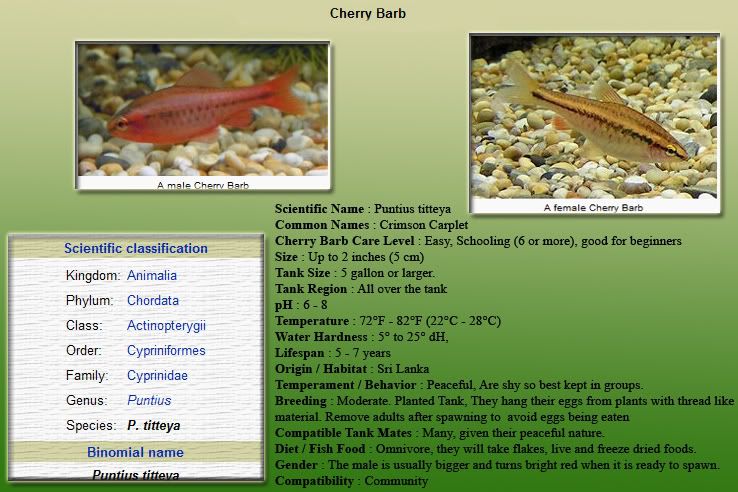 CherryBarbcopy.jpg