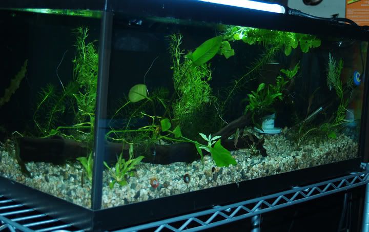 new-20-gal-planted.jpg