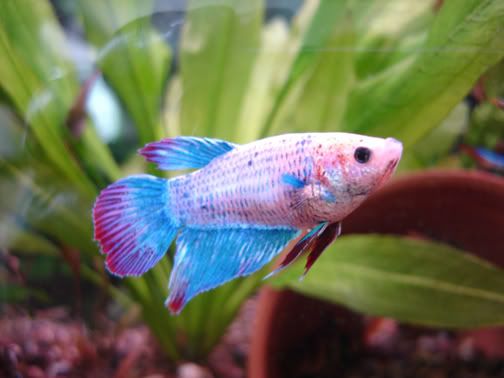 fembetta.jpg