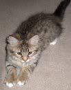 Piper11weeks-1.jpg